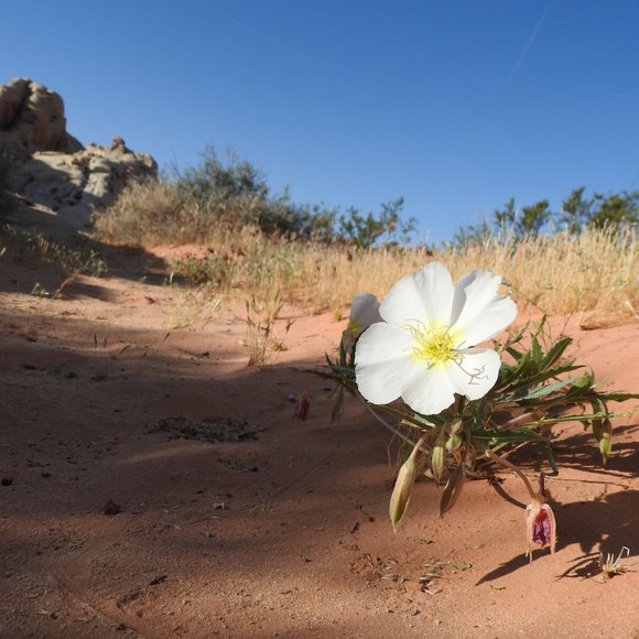 Meet your Posher, Brenda - Picture 1 of 1